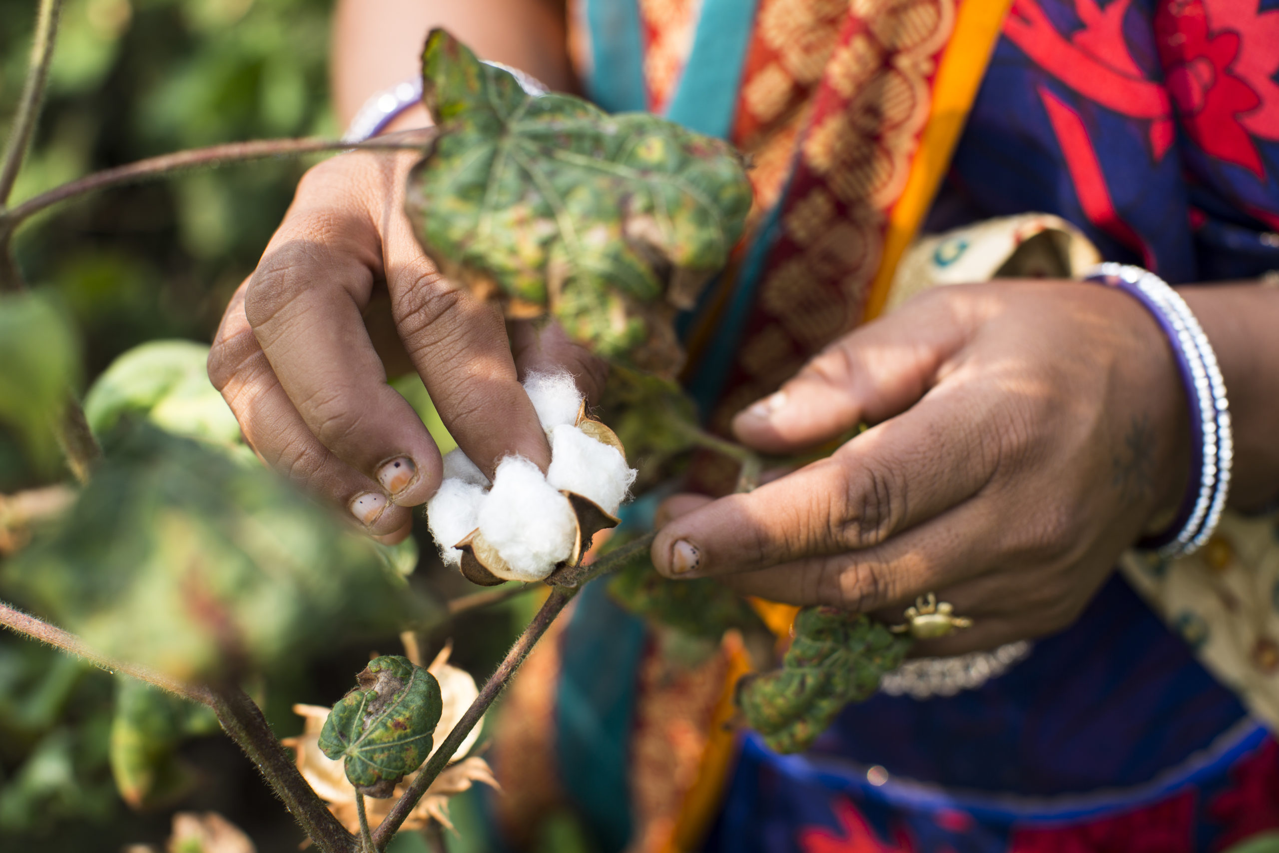 Fairtrade cotton farmer Sugna Jat, 30, picks cotton together with her husband, Nandaram Jat, 40, in their farm in Maheshwar, Khargone, Madhya Pradesh, India on 13 November 2014. Sugna and Nandaram do the farming together and hire labourers at a fair wage when they need to. Photo by Suzanne Lee for Fairtrade
